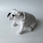 English Bulldog Crochet Pattern, Bulldog Amigurumi Toy, PDF file in English
