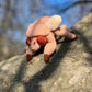 Cicada Nymph Crochet Pattern, Amigurumi Cicada Nymph Tutorial